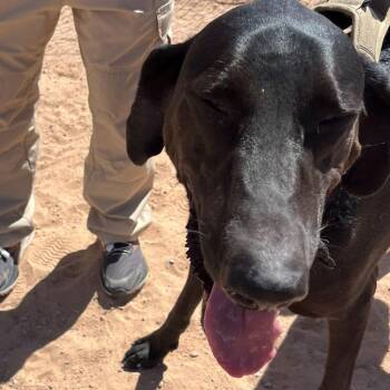 Otis -  Doberman Pinscher and Black Labrador Retriever Dog for Adoption in Bernalillo, New Mexico - Otis | PetCurious