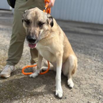 Anatolian Shepherd and Mixed Breed Dogs Available for Adoption in Spokane, Washington - Denali | PetCurious