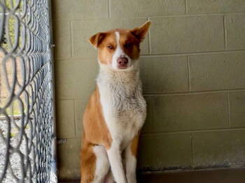 Rescue Australian Shepherd and Basenji Dogs for Adoption in Crossville, Tennessee - DUBLIN | PetCurious