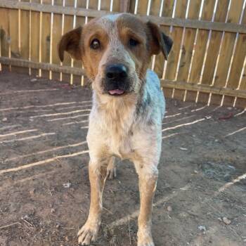 Rescue Mixed Breed Dogs for Adoption in Moab, Utah - Wilco | PetCurious