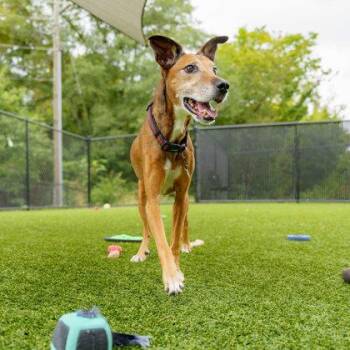 Hound and Mixed Breed Dogs Available for Adoption in Atlanta, Georgia - Cynko | PetCurious