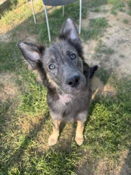 Mixed Breed Dogs Available for Adoption in Memphis, Tennessee - Shenzi | PetCurious