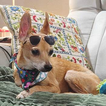 Willie -  Chihuahua Dog for Adoption in Gulfport, Mississippi - Willie | PetCurious