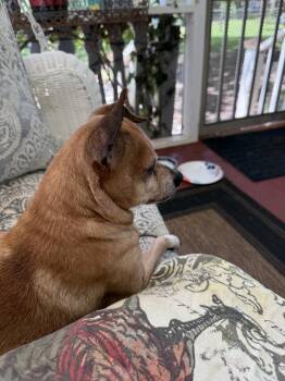 Chipper - Courtesy Listing -  Chihuahua Dog for Adoption in Dawson, Georgia - Chipper - Courtesy Listing | PetCurious