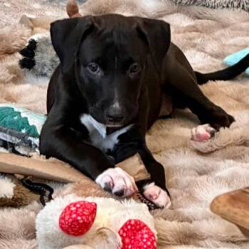 English Shepherd and Labrador Retriever Dogs Available for Adoption in Baytown, Texas - Rory | PetCurious