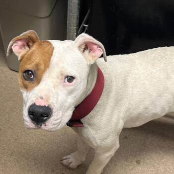Ridge -  Mixed Breed Dog for Adoption in Chattanooga, Tennessee - Ridge | PetCurious