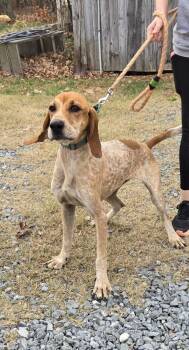 Rescue Coonhound Dogs for Adoption in Rustburg, Virginia - Tina: At Shelter Available 11/23 | PetCurious