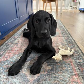 Monday -  Labrador Retriever Dog for Adoption in Charlotte, North Carolina - Monday | PetCurious