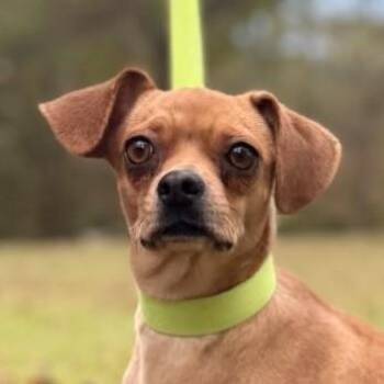 Rescue Chihuahua Dogs for Adoption in Locust Fork, Alabama - Alice | PetCurious