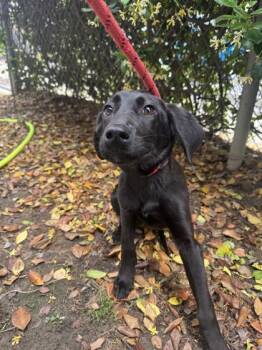 Labrador Retriever and Mixed Breed Dogs Available for Adoption in Conway, South Carolina - Shiner | PetCurious