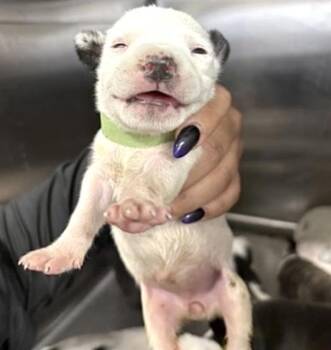 Pit Bull Terrier and Mixed Breed Dogs Available for Adoption in Houston, Texas - A654379 | PetCurious