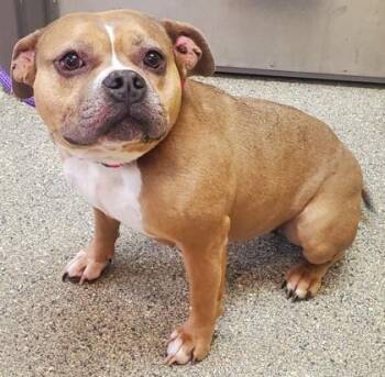 Pit Bull Terrier and Mixed Breed Dogs Available for Adoption - Sonnet | PetCurious