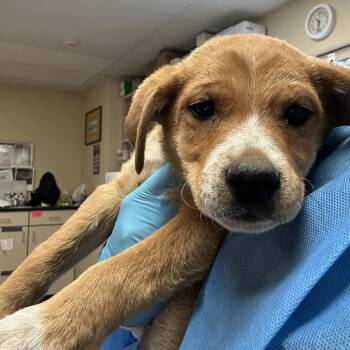 Cattle Dog Dogs Available for Adoption in Flagstaff, Arizona - Walkman - In Foster! | PetCurious