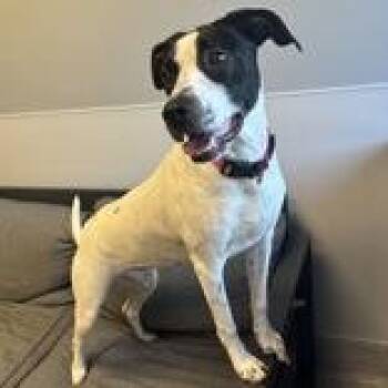 Rescue Mixed Breed Dogs for Adoption in Lansing, Michigan - Dolly | PetCurious