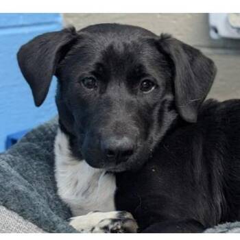 Mixed Breed Dogs Available for Adoption - Donte | PetCurious