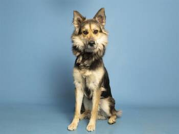 MAJOR -  Alaskan Malamute and German Shepherd Dog Dog for Adoption in Phoenix, Arizona - MAJOR | PetCurious