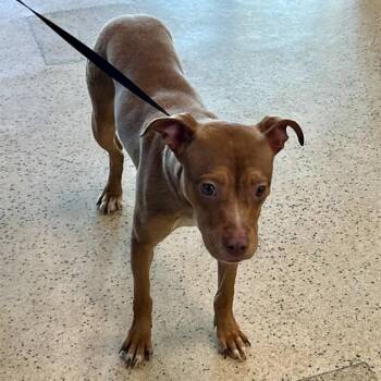 Pit Bull Terrier and Mixed Breed Dogs Available for Adoption - PORTIA | PetCurious