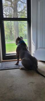 George -  Pit Bull Terrier Dog for Adoption in Indianapolis, Indiana - George | PetCurious