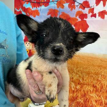 Lynton -  Border Collie and Australian Cattle Dog Blue Heeler Dog for Adoption in Normal, Illinois - Lynton | PetCurious