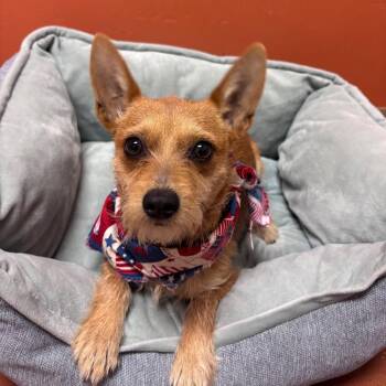 Wirehaired Terrier and Jack Russell Terrier Dogs Available for Adoption in Goleta, California - Ava | PetCurious