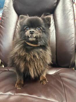 Mildred -  Pomeranian Dog for Adoption in Carson City, Nevada - Mildred | PetCurious