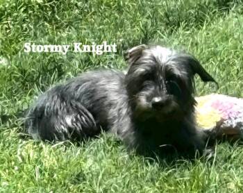 Stormy Night -  Cairn Terrier Dog for Adoption in St. Augustine, Florida - Stormy Night | PetCurious