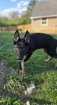 German Shepherd Dog Dogs Available for Adoption in Aurora, Indiana - Loki Cool | PetCurious