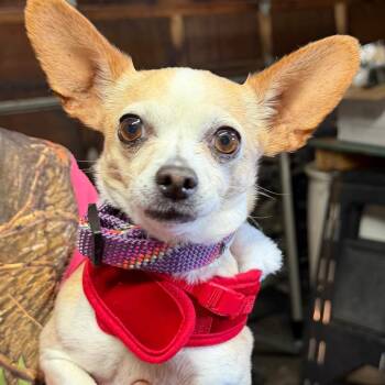 Chihuahua Dogs Available for Adoption in Klamath Falls, Oregon - Thelayla | PetCurious