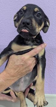 Rescue American Staffordshire Terrier Dogs for Adoption in Woodland, California - Heath | PetCurious