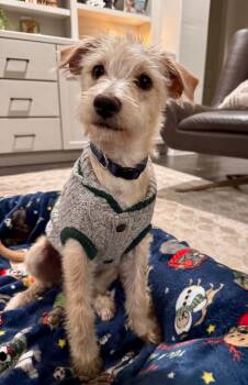 Scottish Terrier Dogs Available for Adoption - Slinky  | PetCurious