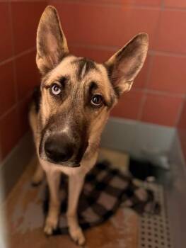 German Shepherd Dog and Mixed Breed Dogs Available for Adoption in Houston, Texas - A2072129 | PetCurious