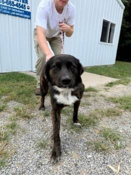 Blaze -  Retriever Dog for Adoption in Louisville, Illinois - Blaze | PetCurious