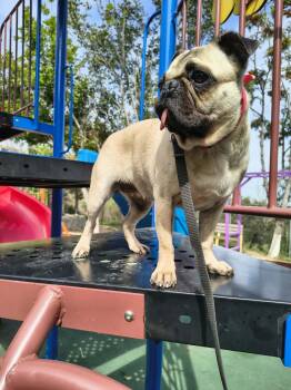 Pug Dogs Available for Adoption in Cupertino, California - HAPPY  | PetCurious