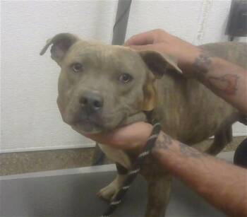 Pit Bull Terrier and Mixed Breed Dogs Available for Adoption in Albuquerque, New Mexico - SNACKTIME | PetCurious