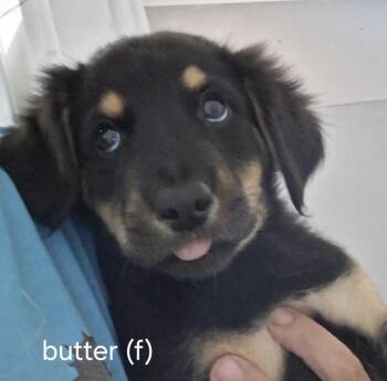 Butter Pat -  Chihuahua Dog for Adoption in Memphis, Tennessee - Butter Pat | PetCurious
