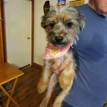 Rescue Yorkshire Terrier and Yorkie Poo Dogs for Adoption in Winter, Wisconsin - Jill | PetCurious