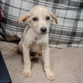 Rey Skywalker -  Labrador Retriever and Mixed Breed Dog for Adoption in Pawling, New York - Rey Skywalker | PetCurious