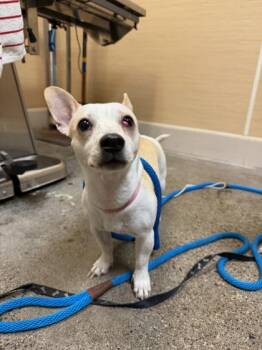 Chihuahua and Mixed Breed Dogs Available for Adoption - Iris | PetCurious