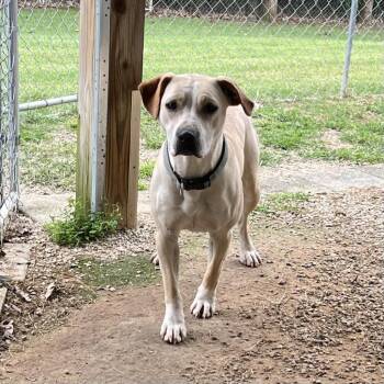 Rescue Mixed Breed Dogs for Adoption in Poplar Bluff, Missouri - May | PetCurious