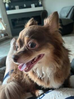 Koda -  Chihuahua Dog for Adoption in Panama City, Florida - Koda | PetCurious