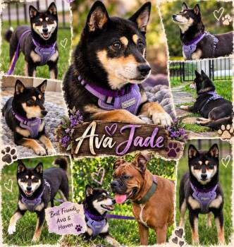 Ava -  Shiba Inu Dog for Adoption in Toms River, New Jersey - Ava | PetCurious