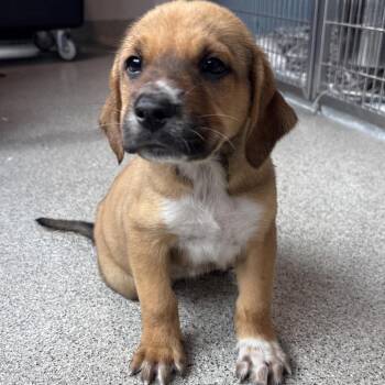 JR -  Hound and Mixed Breed Dog for Adoption in Tampa, Florida - JR | PetCurious