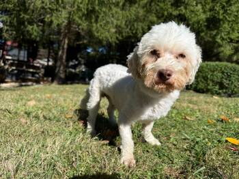 Rescue Bichon Frise Dogs for Adoption in Latrobe, Pennsylvania - Chester | PetCurious