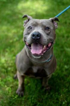 Rescue American Staffordshire Terrier Dogs for Adoption in Frankfort, New York - Grayson | PetCurious