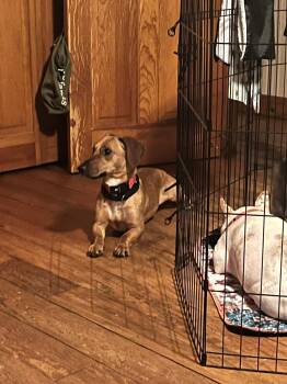 Zoe -  Mixed Breed Dog Available for Adoption in Greenwich, New York - Zoe | PetCurious