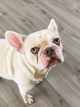 Brooke -  French Bulldog Dog for Adoption in Douglas, Georgia - Brooke | PetCurious