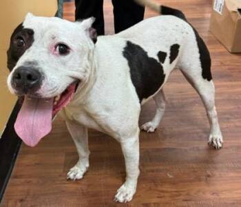 Terrier and Mixed Breed Dogs Available for Adoption - Ace | PetCurious