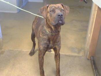 A922219 -  Pit Bull Terrier and Mastiff Dog for Adoption in Sacramento, California - A922219 | PetCurious