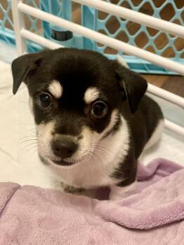 Rat Terrier and Chihuahua Dogs Available for Adoption - Chive In Texarkana TX | PetCurious