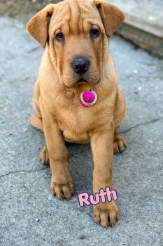 Ruth -  Shar Pei and Black Mouth Cur Dog for Adoption in Branson, Missouri - Ruth | PetCurious